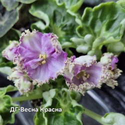 ДГ- Весна Красна